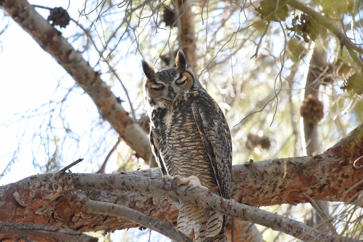 Great Horned Owl - ML489822391