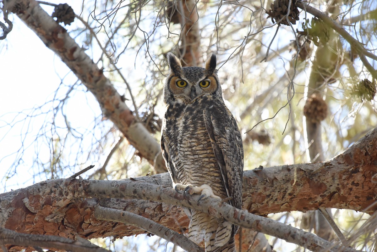 Great Horned Owl - ML489822401