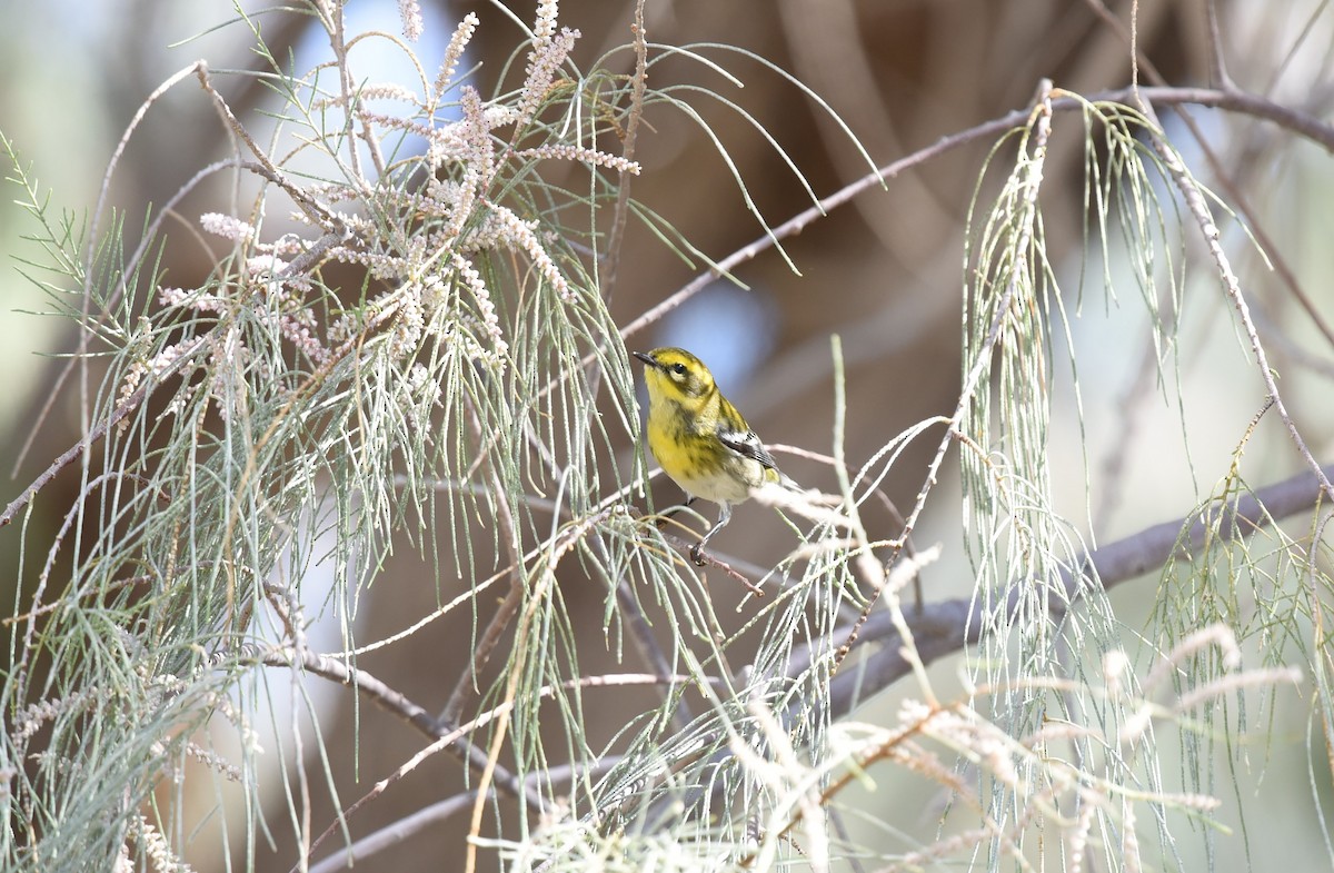 Townsend's Warbler - Sze On Ng (Aaron)