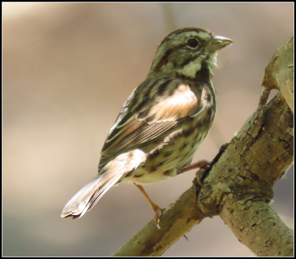 Song Sparrow - ML489824141