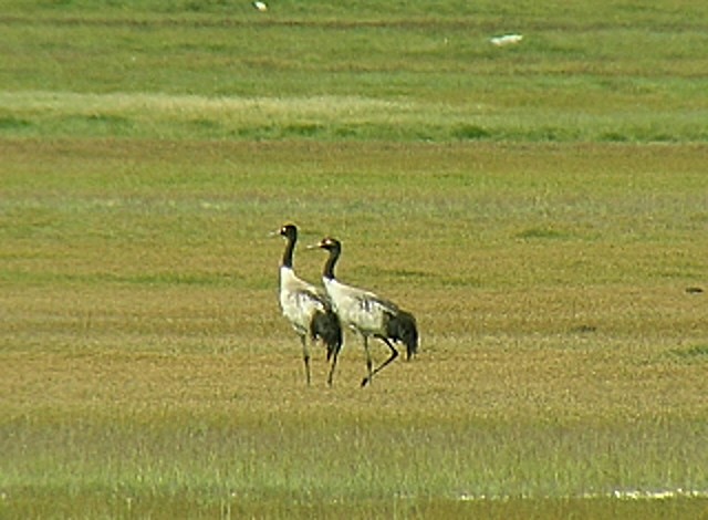 Black-necked Crane - ML489824611