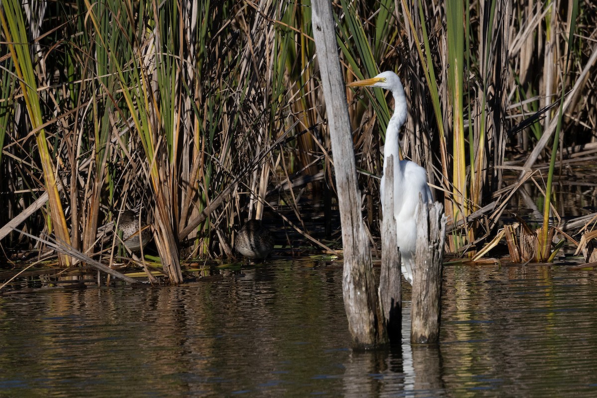 Great Egret - ML489825221