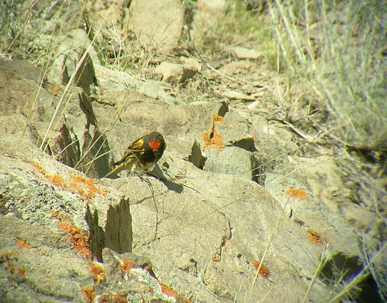 Fire-fronted Serin - ML489825601