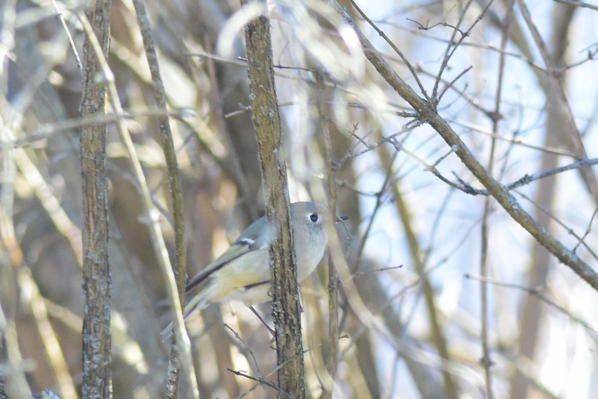 Ruby-crowned Kinglet - Brian Schmoke