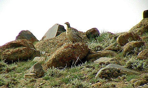 Tibetan Snowcock - ML489827161