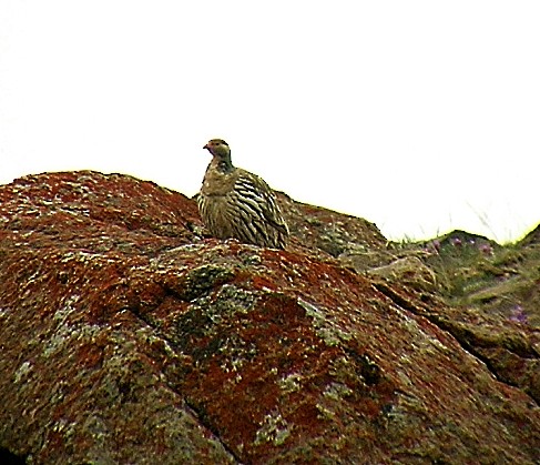 Tibetan Snowcock - ML489827171