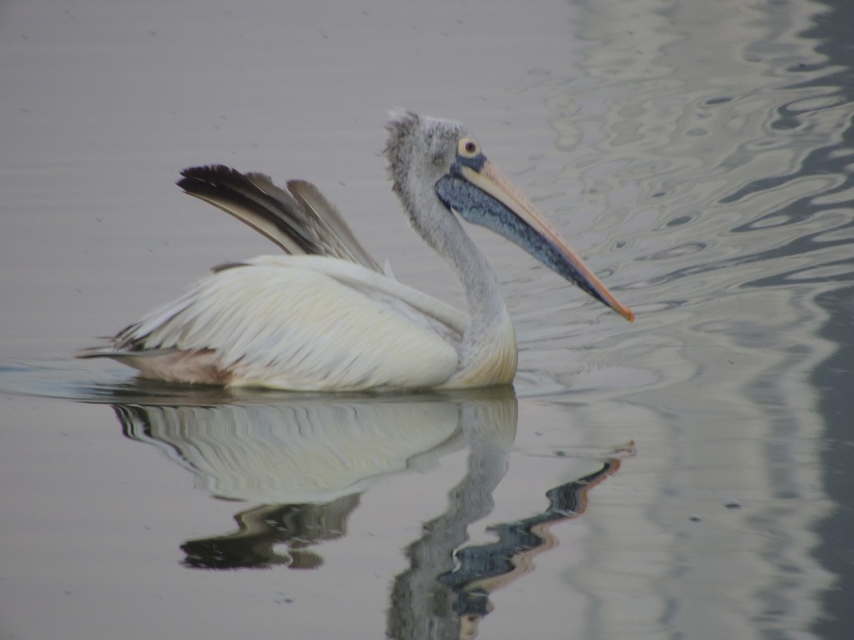 Spot-billed Pelican - ML48982791