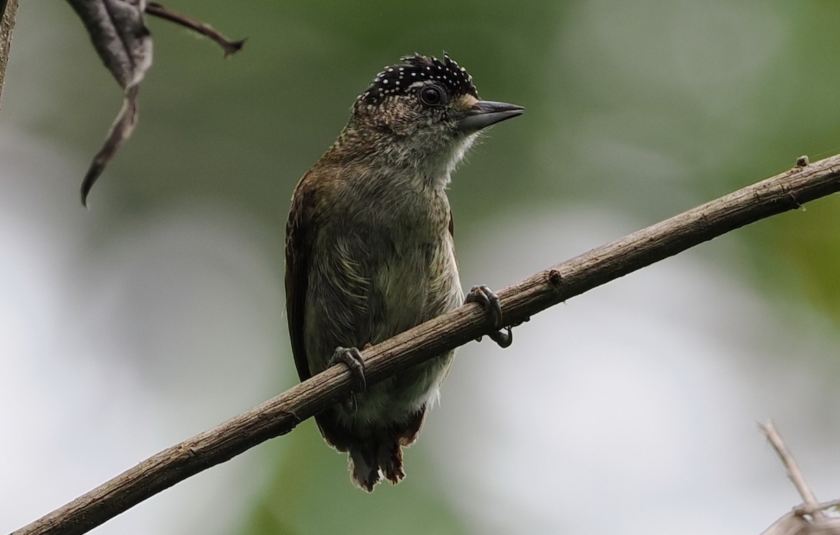 Fine-barred Piculet - ML489828361