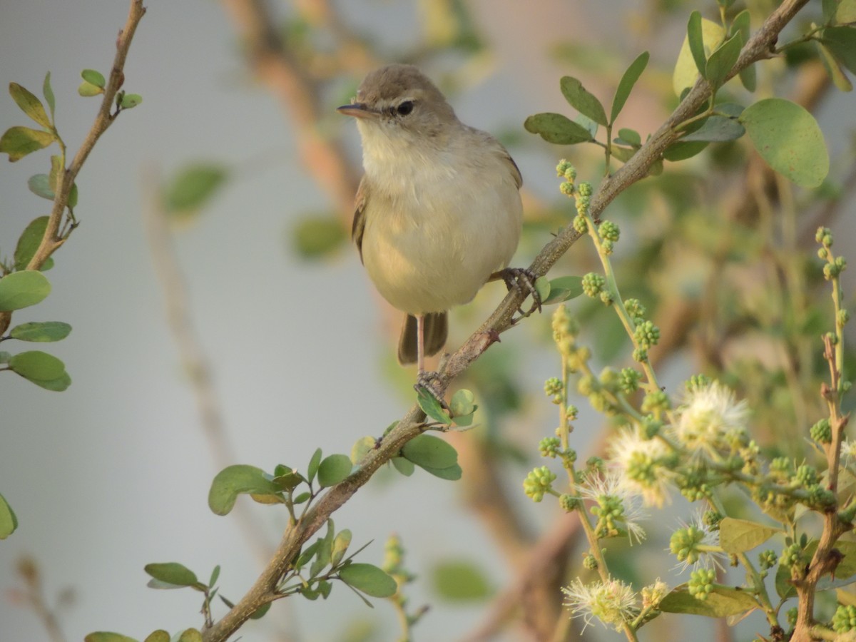 Blyth's Reed Warbler - ML48982861