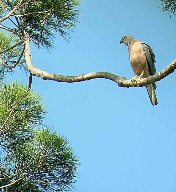 Fiji Goshawk - ML489829321