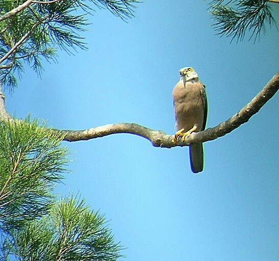 Fiji Goshawk - ML489829361