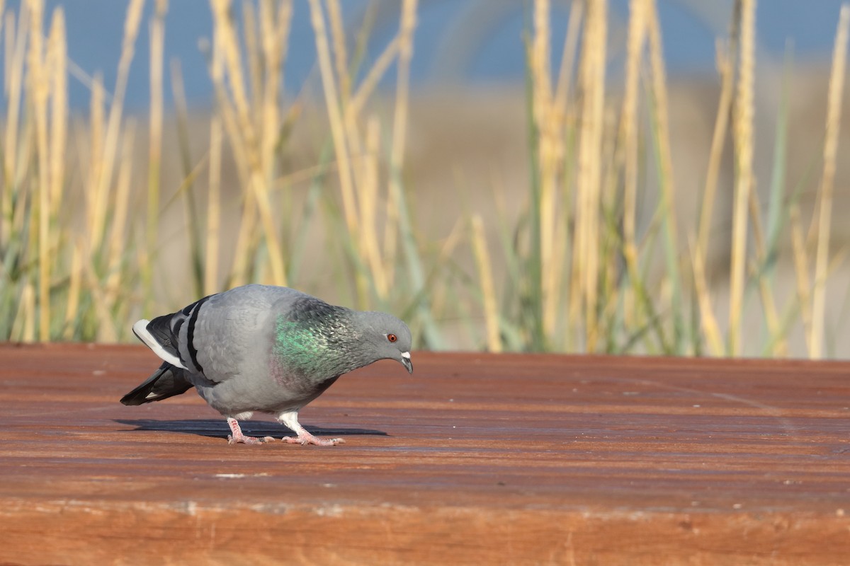 Rock Pigeon (Feral Pigeon) - ML489829851