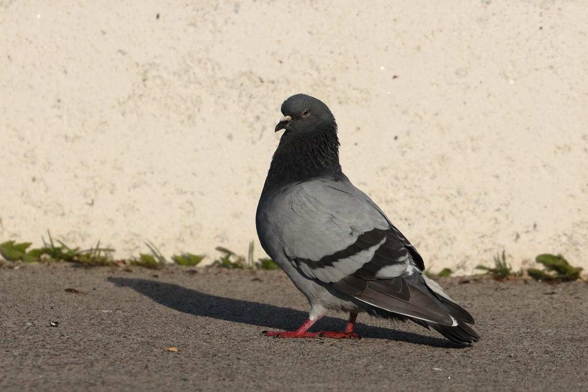 Rock Pigeon (Feral Pigeon) - Dominique Berteaux