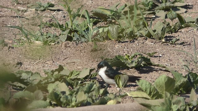 White-rumped Swallow - ML489829911