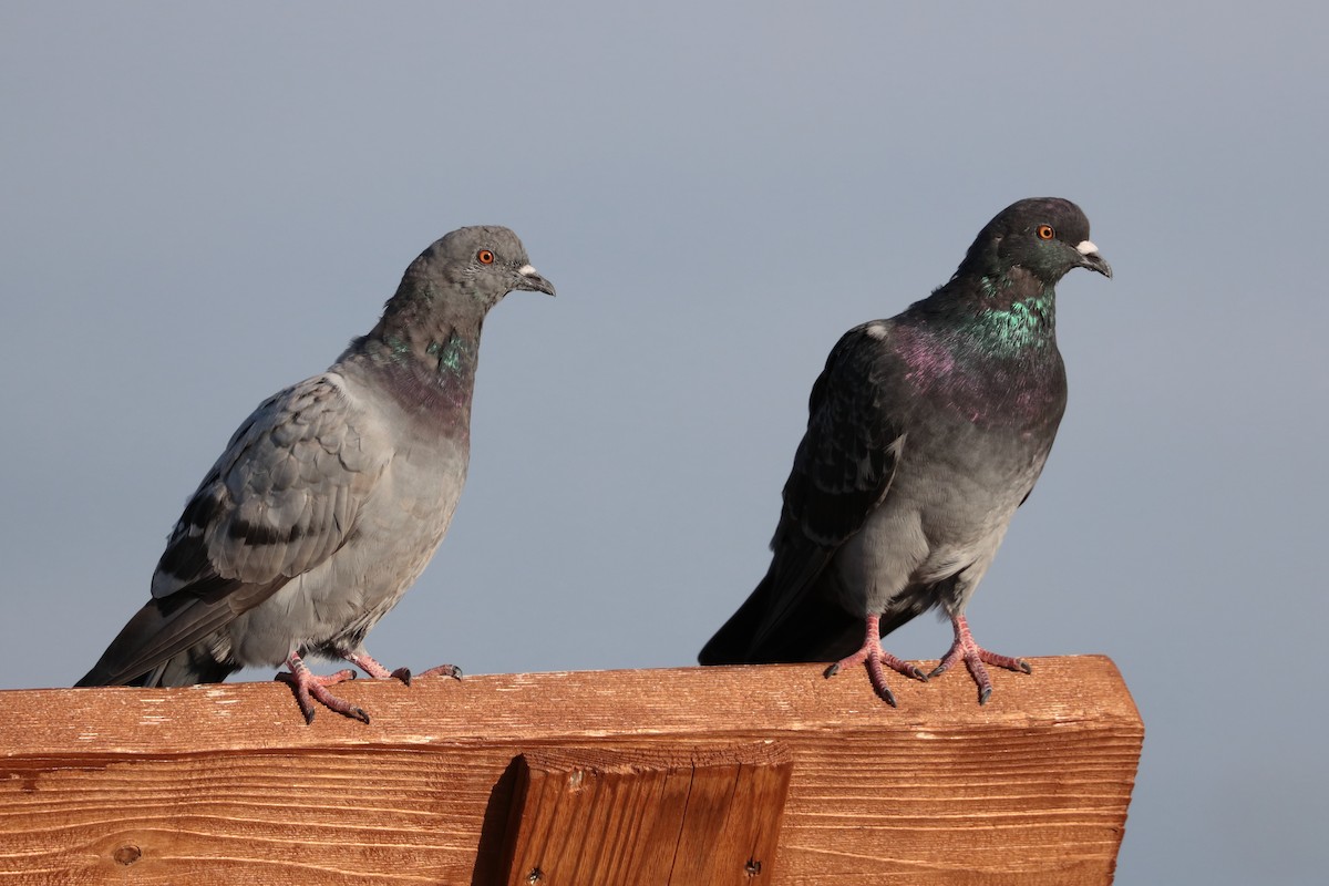 Rock Pigeon (Feral Pigeon) - Dominique Berteaux