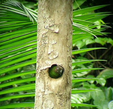 Red-cheeked Parrot - ML489829991