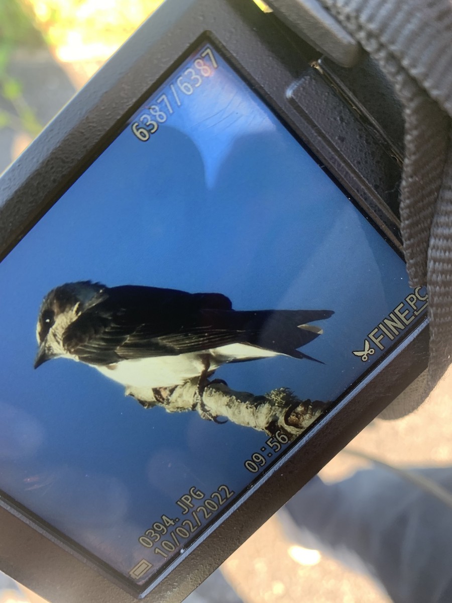 Purple Martin - ML489830861