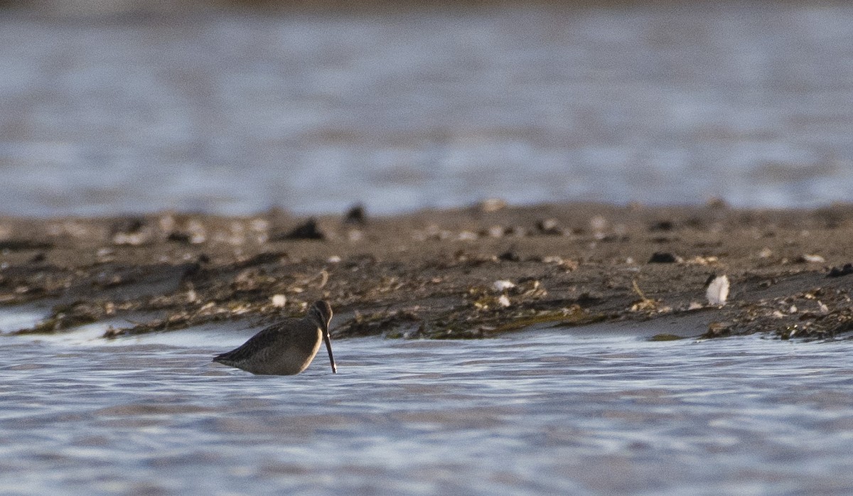 Long-billed Dowitcher - ML489832001