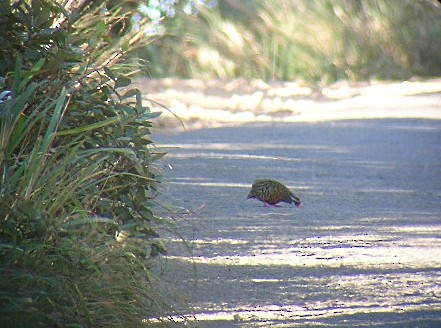 Painted Bush-Quail - ML489832301