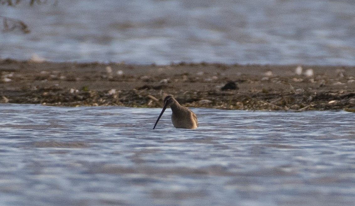 Long-billed Dowitcher - ML489833391