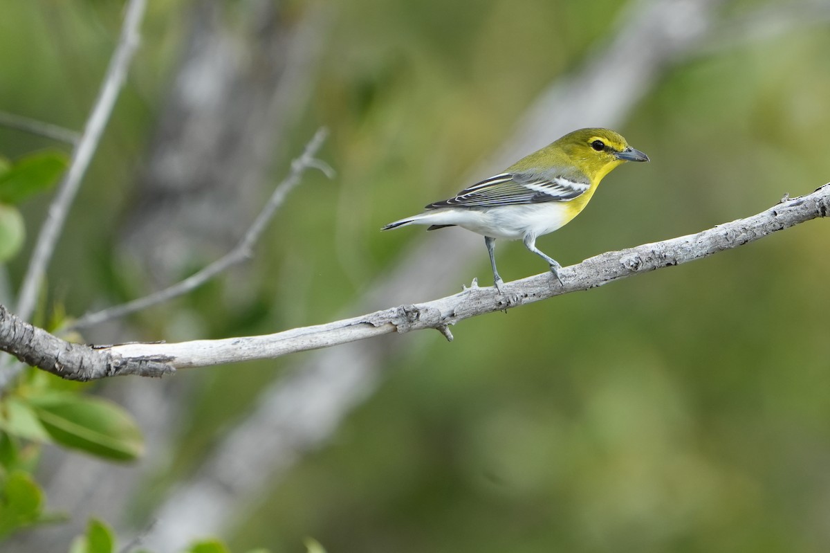 Yellow-throated Vireo - Nevine Jacob