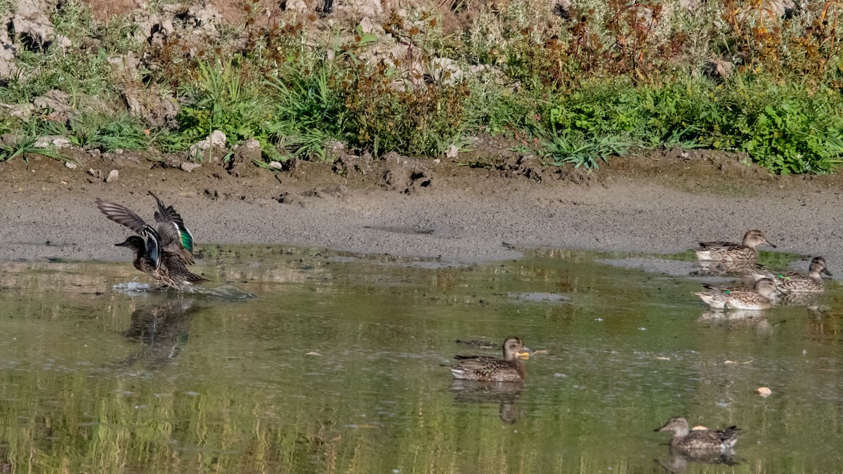 Green-winged Teal - ML489833511