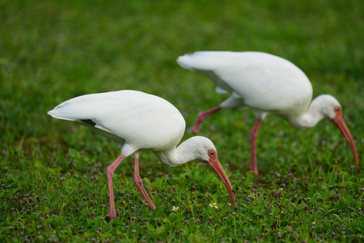 White Ibis - Nevine Jacob