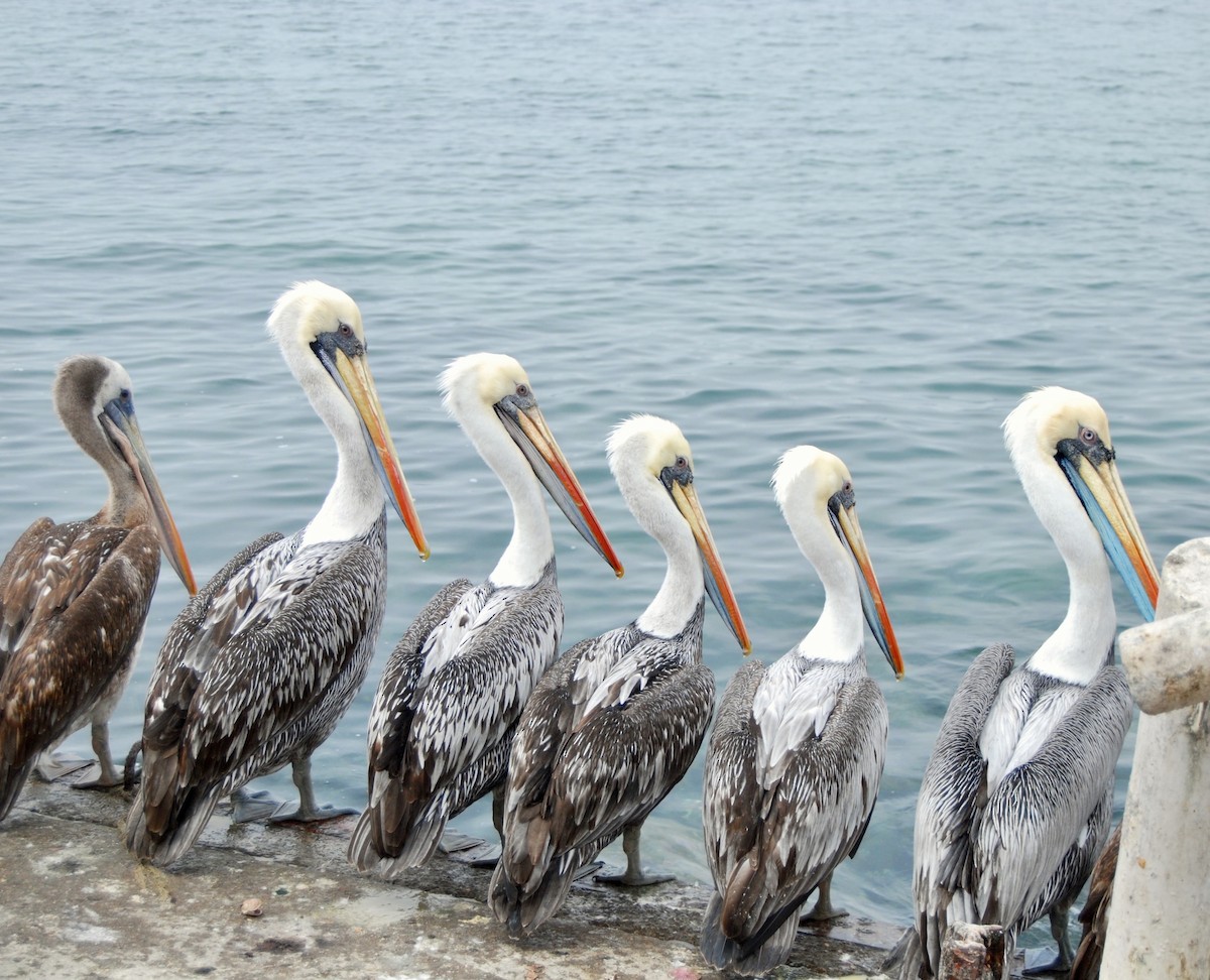 Peruvian Pelican - ML489835791