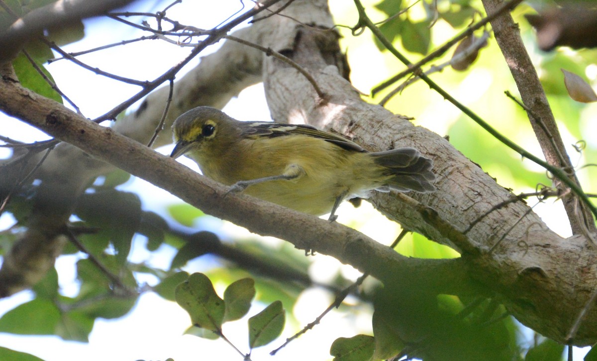 Vireo Piquigrueso - ML489836851