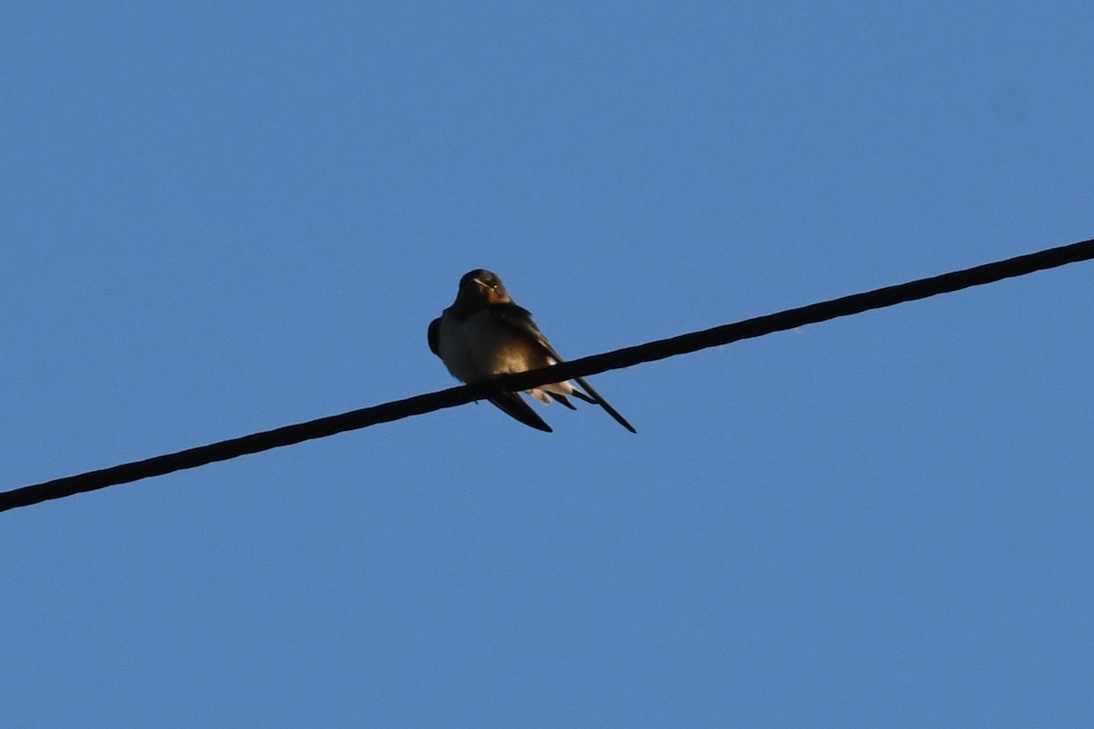 Barn Swallow - ML489837371