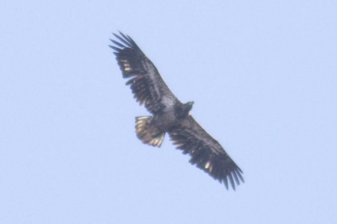 Bald Eagle - David Brown