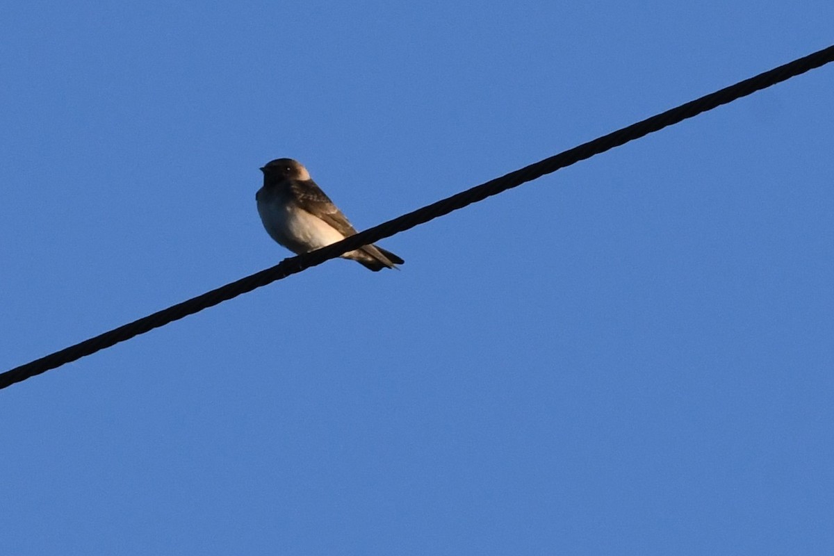 Cliff Swallow - ML489840501