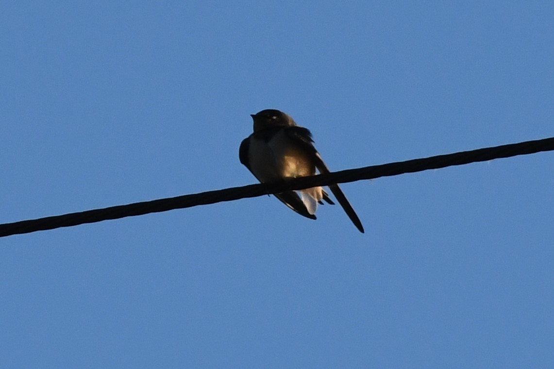 Barn Swallow - ML489840511