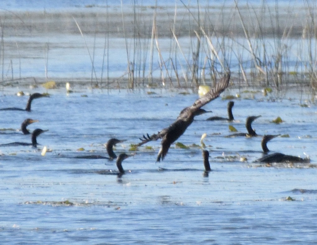 Double-crested Cormorant - ML489842151