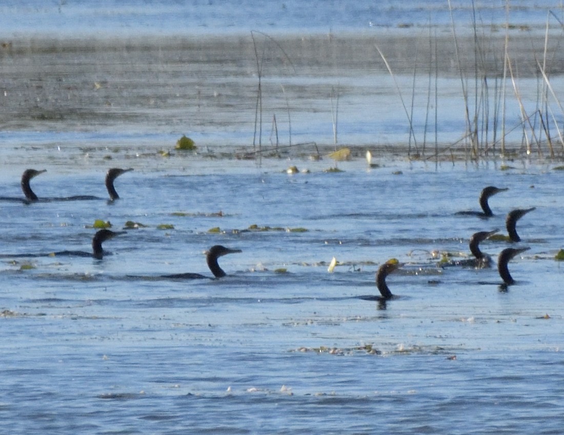 Double-crested Cormorant - ML489842161