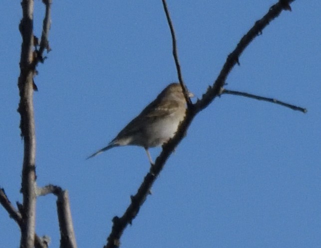 Chipping Sparrow - ML489842871