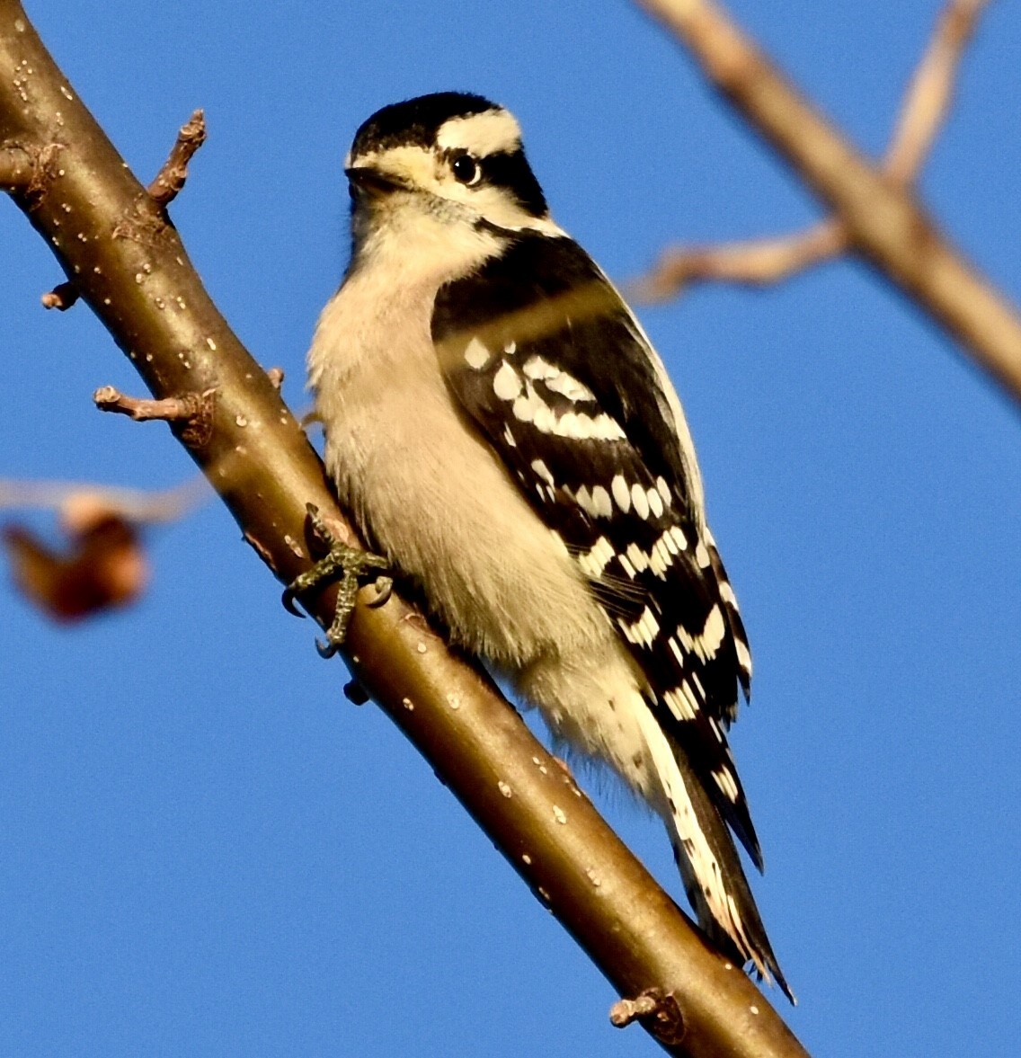 Downy Woodpecker - ML489845261