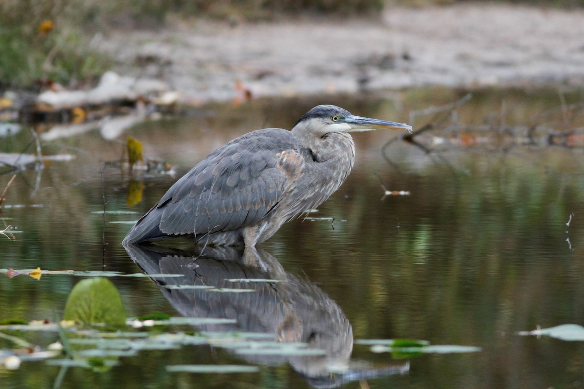 Great Blue Heron (Great Blue) - Jonathan DeBalko