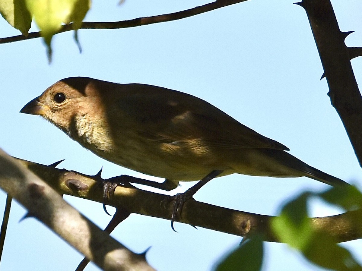 Indigo Bunting - ML489845861