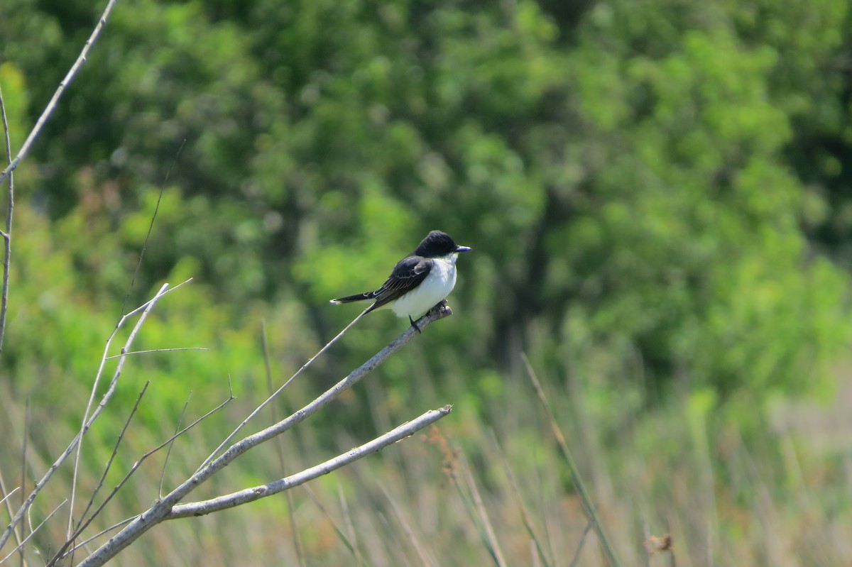 Eastern Kingbird - Gordon Rydquist