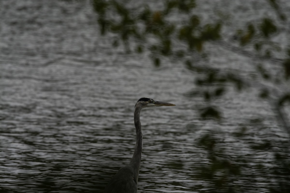 Great Blue Heron - ML489848851