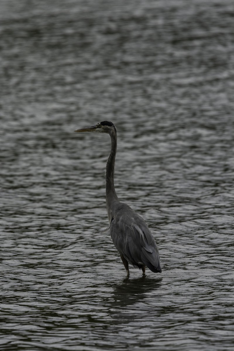 Great Blue Heron - ML489848961