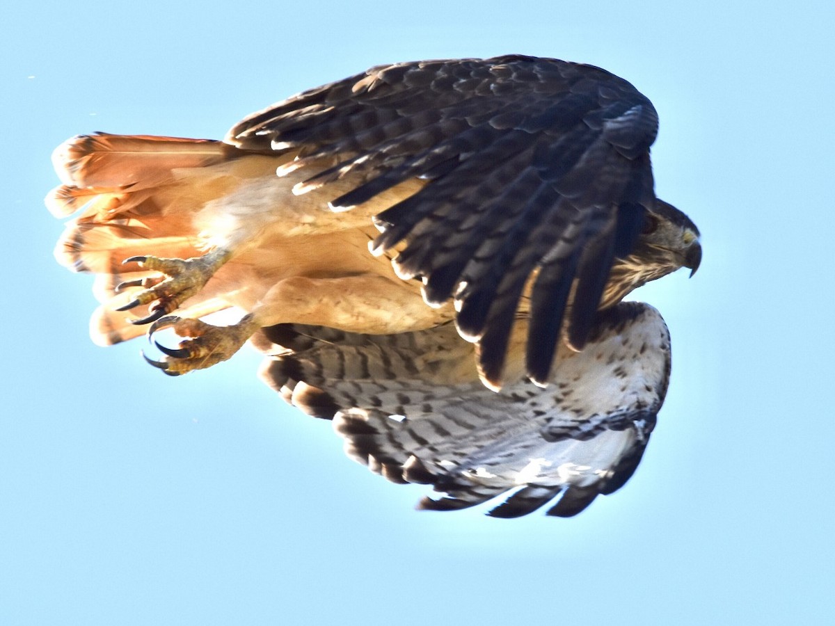 Red-tailed Hawk - ML489850411