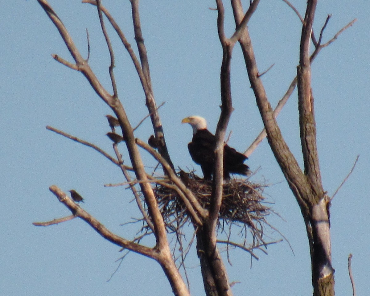 Bald Eagle - ML489851271