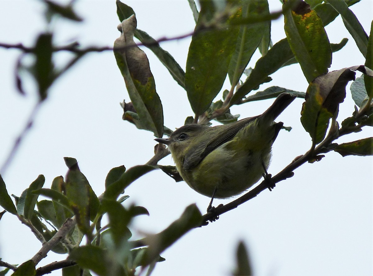 Philadelphia Vireo - Tony Kurz