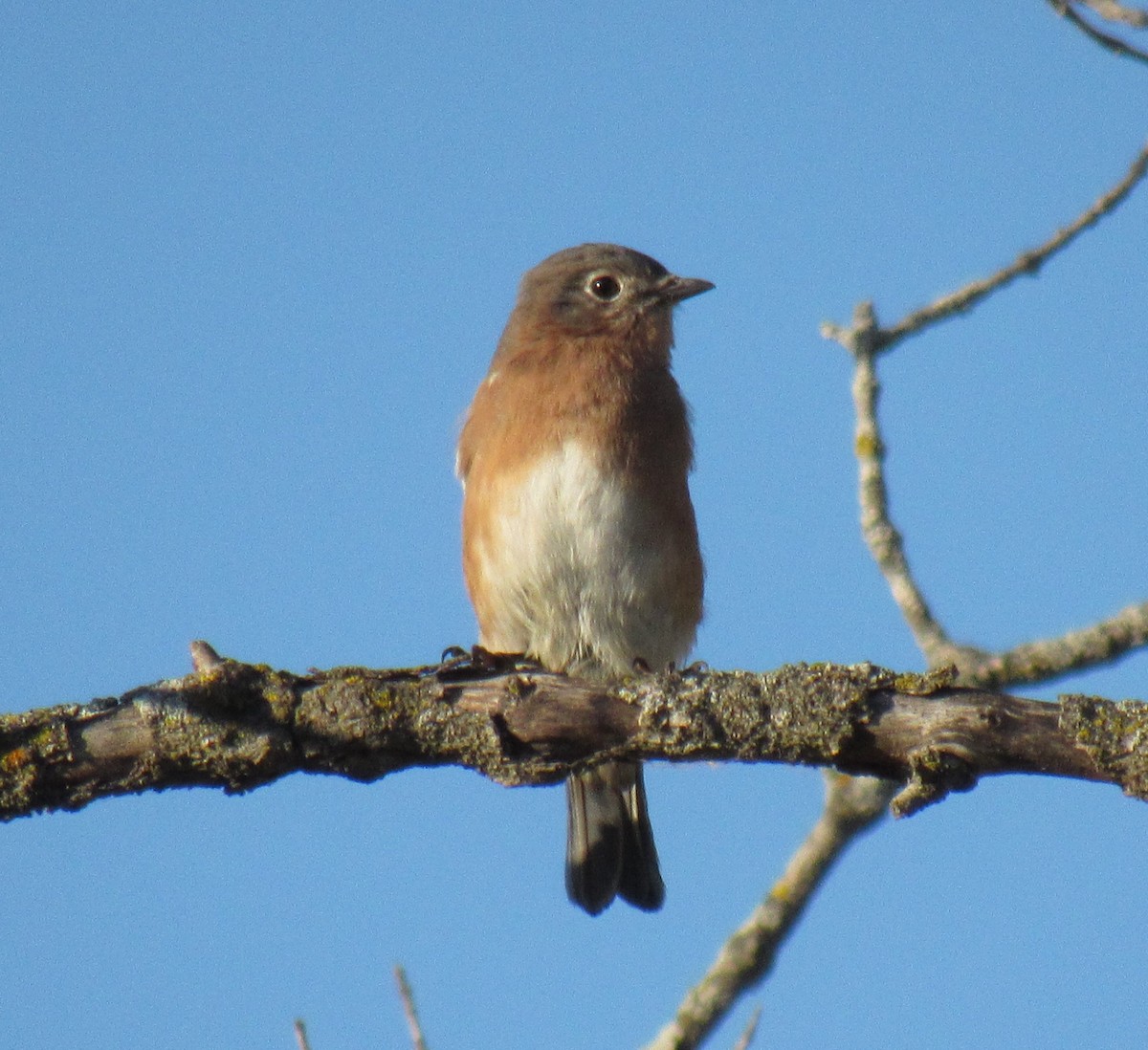 Eastern Bluebird - ML489855171