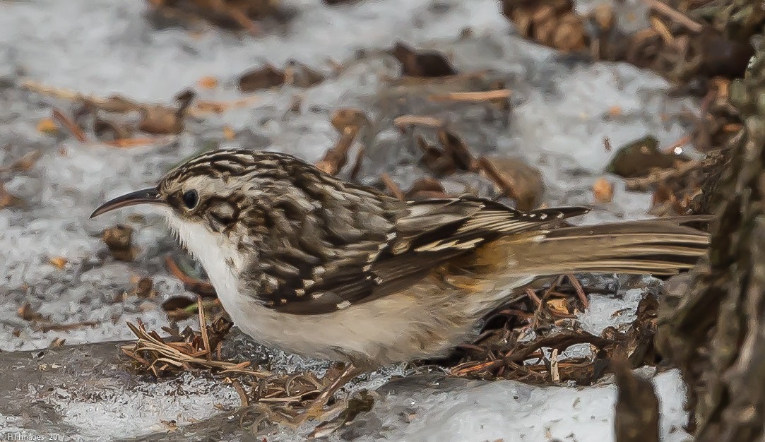 Brown Creeper - Katherine Corkery