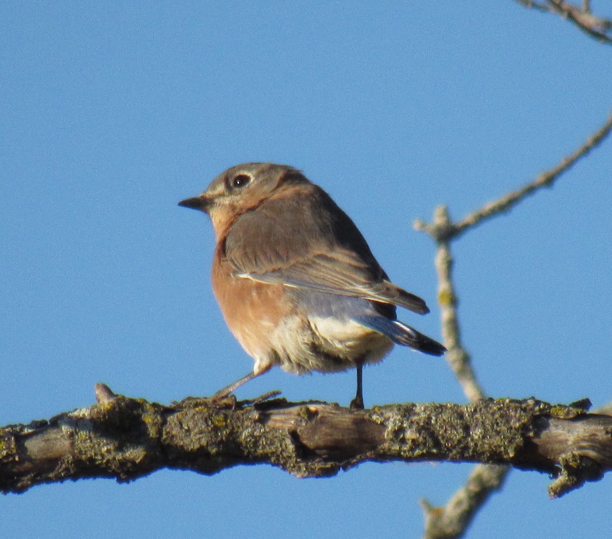 Eastern Bluebird - ML489855751