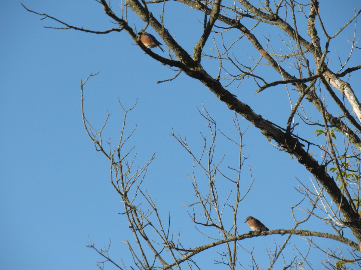 Eastern Bluebird - ML489856391