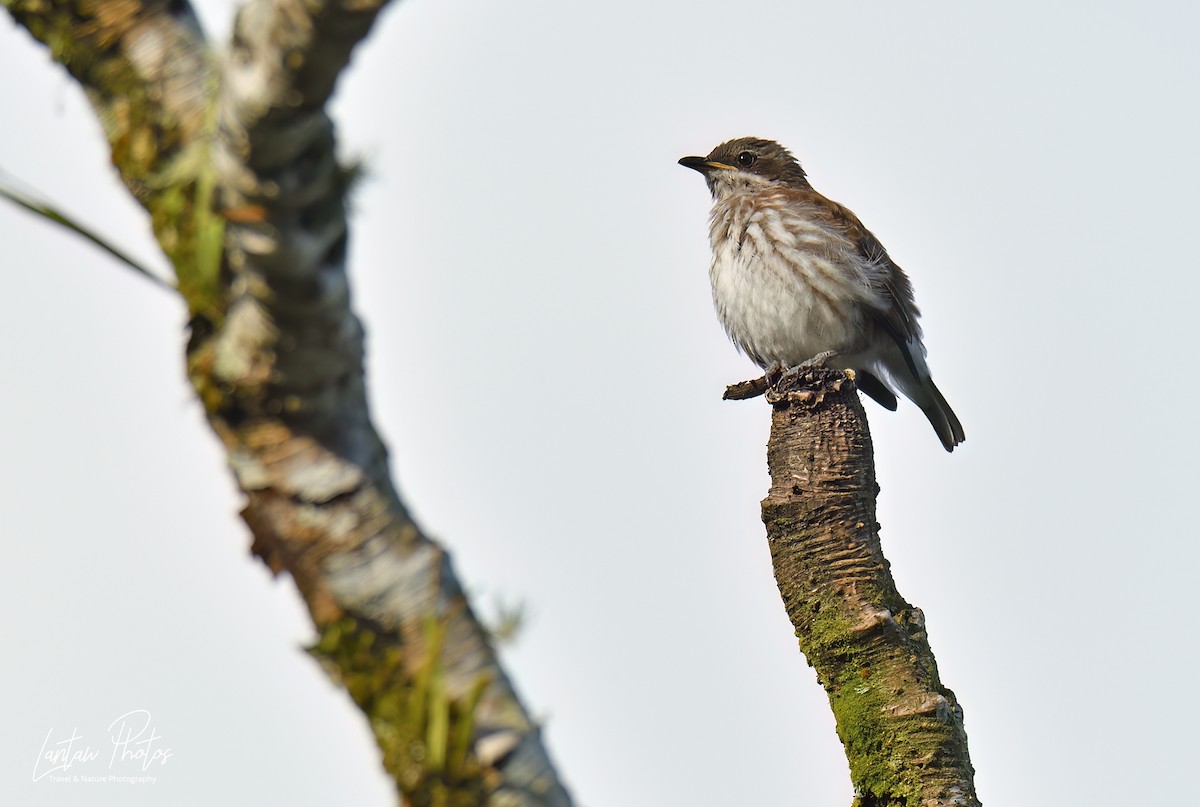 Stripe-breasted Rhabdornis - Allan Barredo